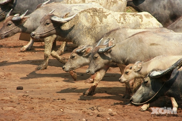 Tắm trâu