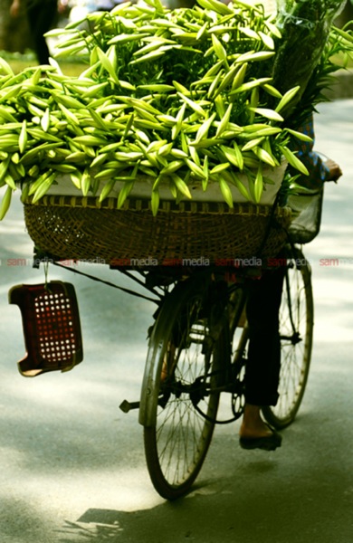 Loa kèn xuống phố