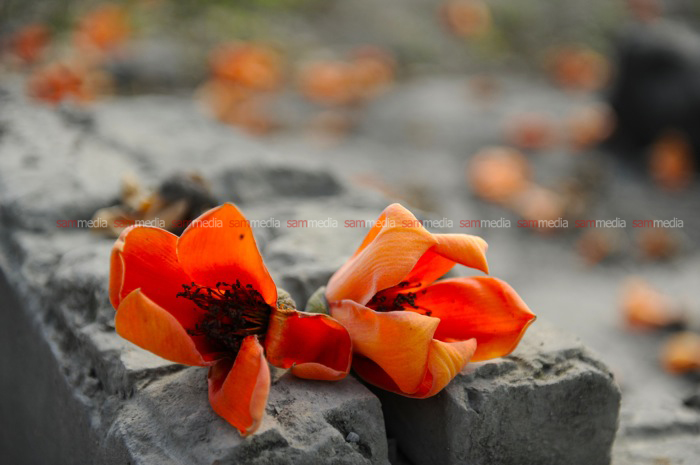 Gạo đỏ tháng 3