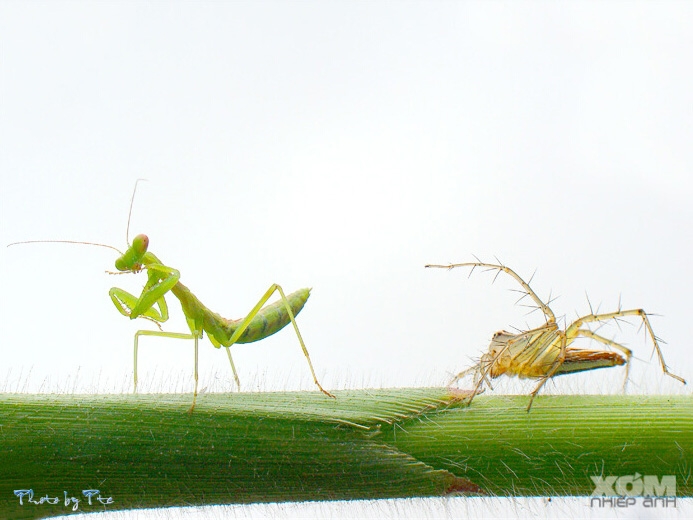 Bọ ngựa vs Nhện